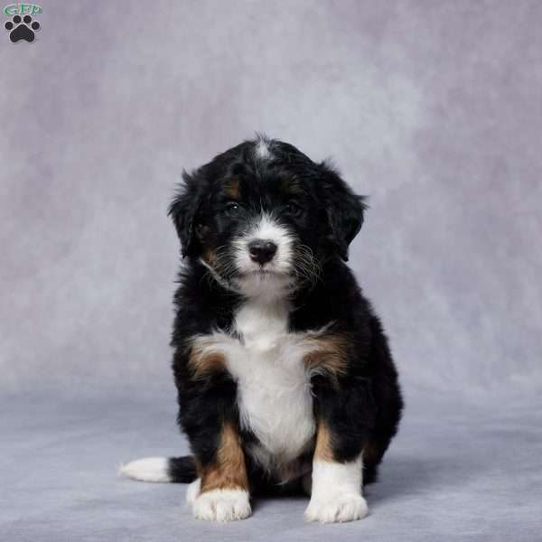 Dino, Mini Bernedoodle Puppy